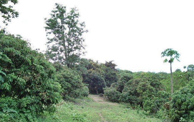  ที่ดิน สำหรับขาย ใน ในเมือง, เมืองลำพูน, ลำพูน - Image 7