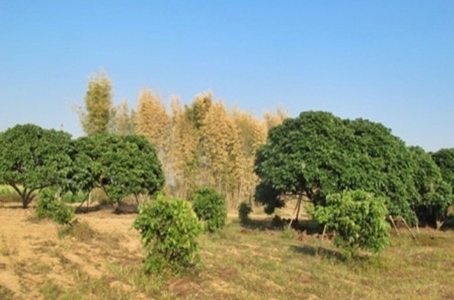  Land For Sale in Mae Raem, Mae Rim, Chiang Mai - Image 4