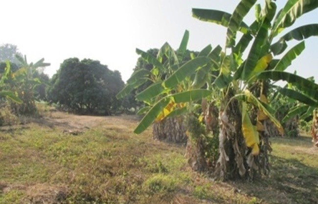  Land For Sale in Mae Raem, Mae Rim, Chiang Mai - Image 9