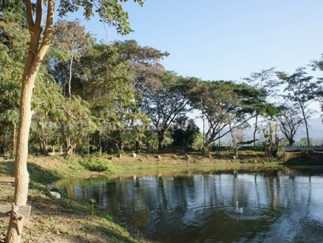  Land For Sale in Choeng Doi, Doi Saket, Chiang Mai - Image 8