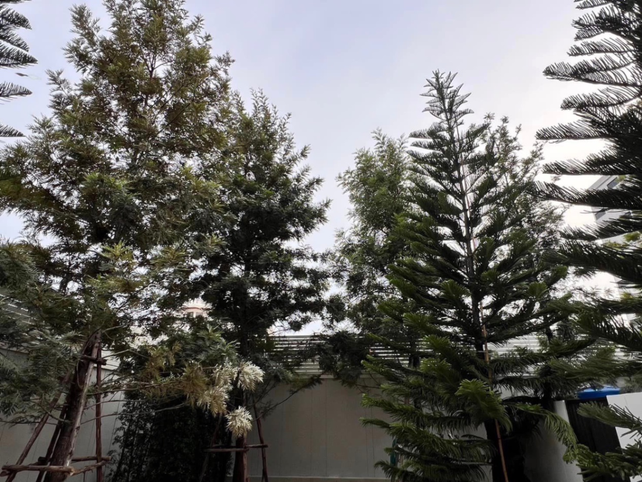 3 ห้องนอน บ้านเดี่ยว  ใน พระโขนง, คลองเตย, กรุงเทพมหานคร - Image 3