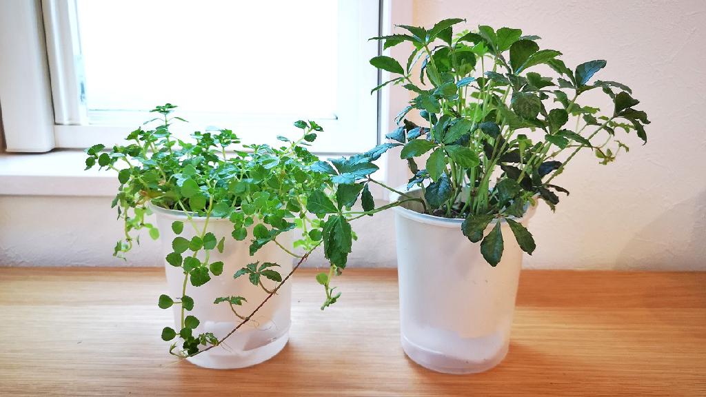 無印の観葉植物は ほったらかしでも水分補給してくれる 水やりがちょっとだけ楽になったよ マイ定番スタイル Three スリー