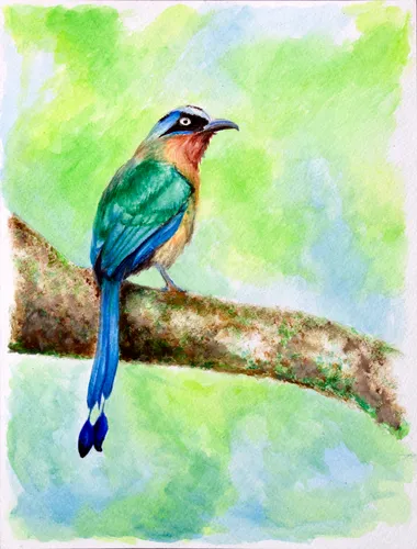 Colorful-Bird