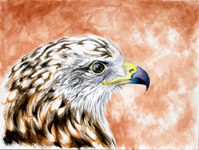 Eagle