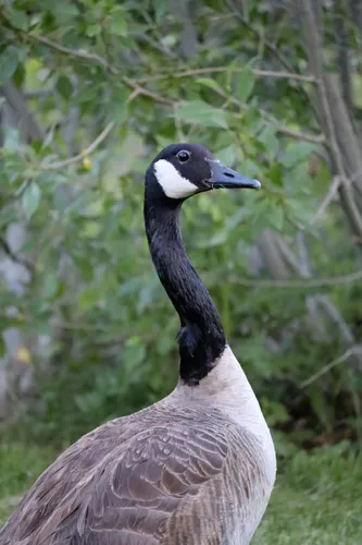 Canadian-Goose