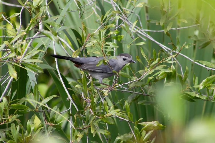 Gray-Catbird