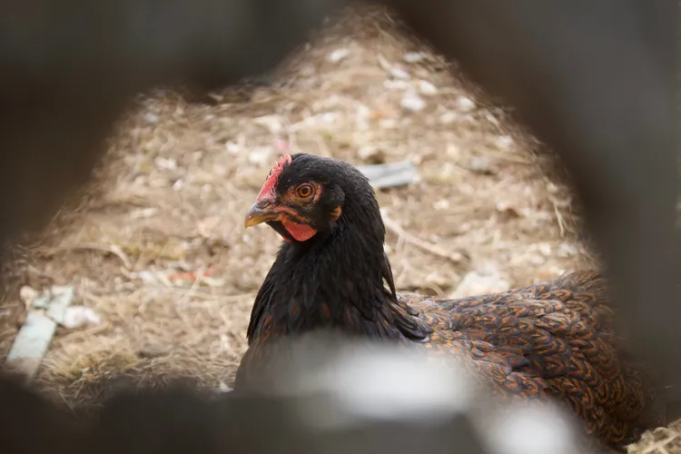 Backyard-Chicken
