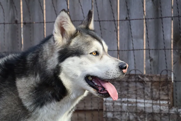 Husky1