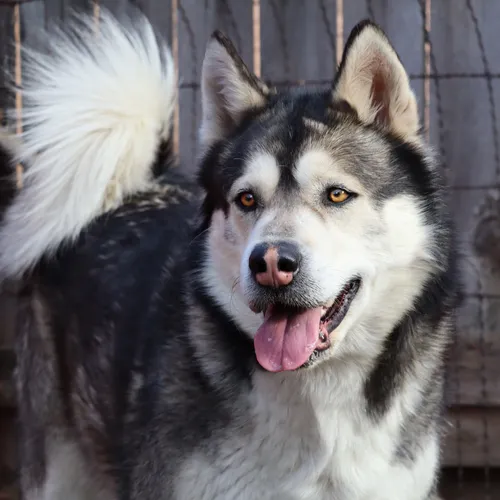 Husky2