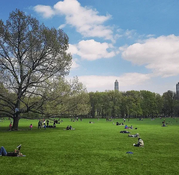 Personas descansando sobre el césped de Central Park rodeadas de árboles.
