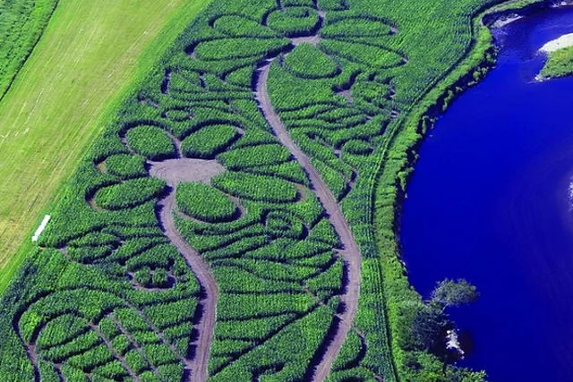 Collins Farm Corn Maze