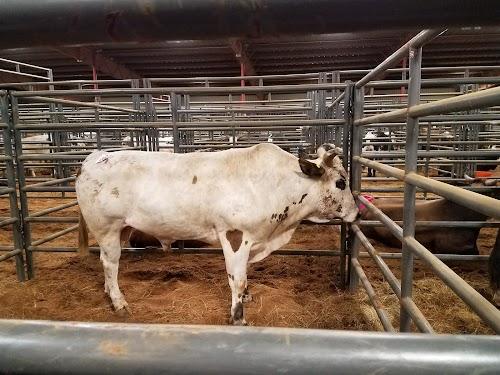 anderson-county-youth-livestock-pavillion