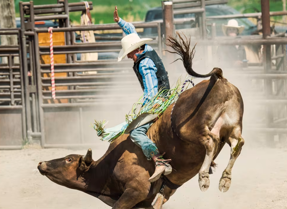 Houston Livestock Show and Rodeo