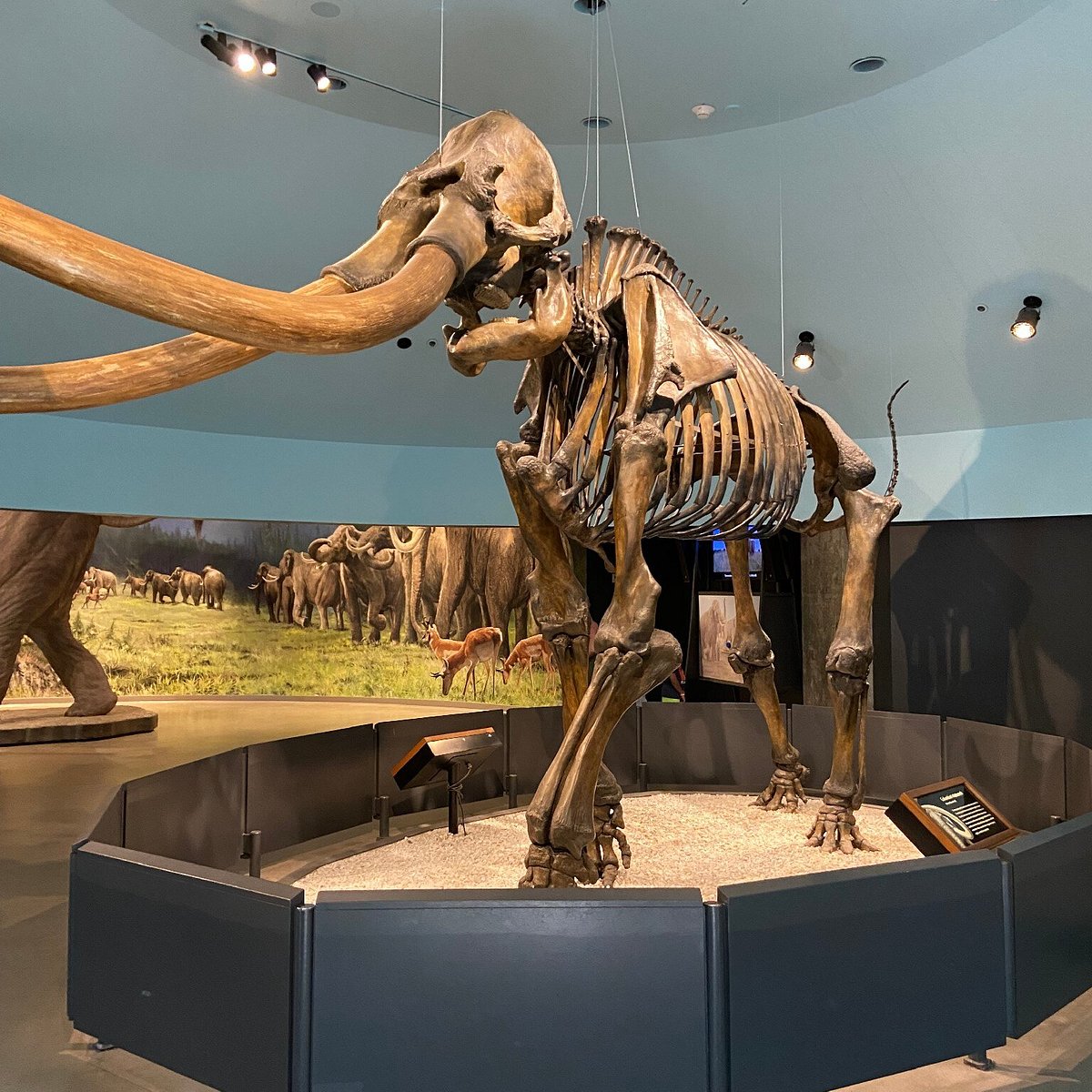 La Brea Tar Pits Museum