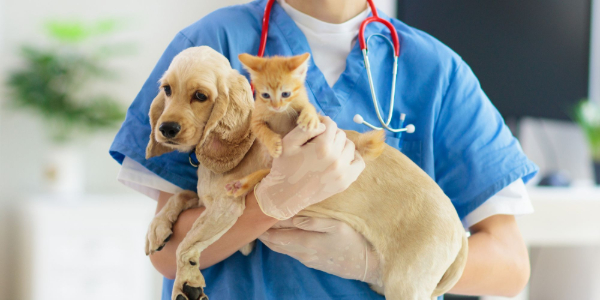 <h2>The Veterinary Spay/Neuter Task Force Created</h2>