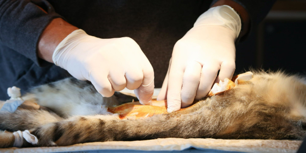 <blockquote>
<h2>Updated Spay/Neuter Guidelines published</h2>
</blockquote>