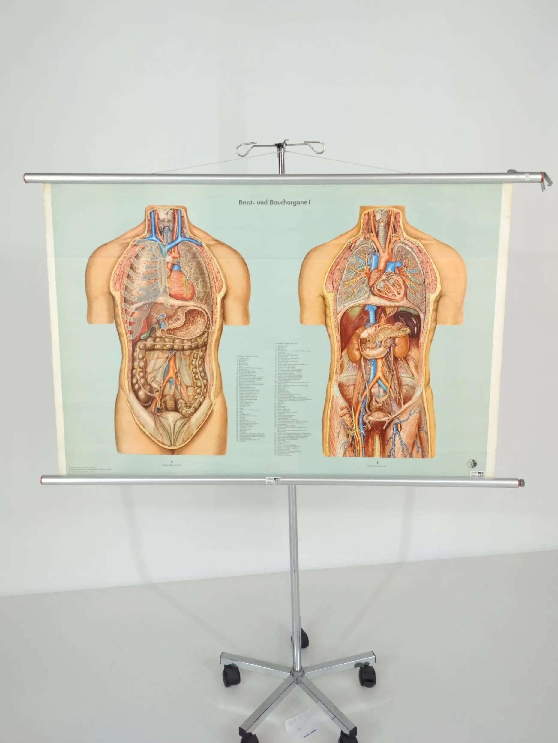 Anatomisk plakat, 84x130 cm