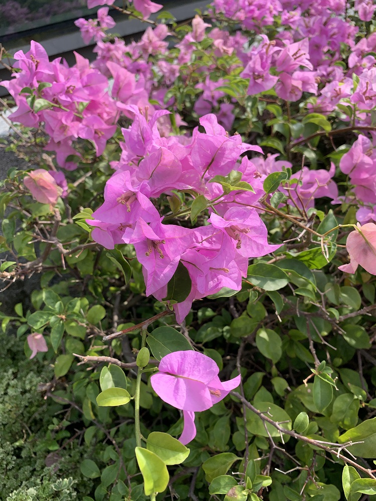 iPhone XR 拍摄样张:HDR 关