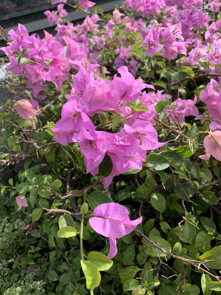 IMG_0250_HDR IMG_0250_HDR