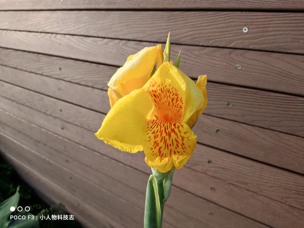 POCO F3 拍摄样张