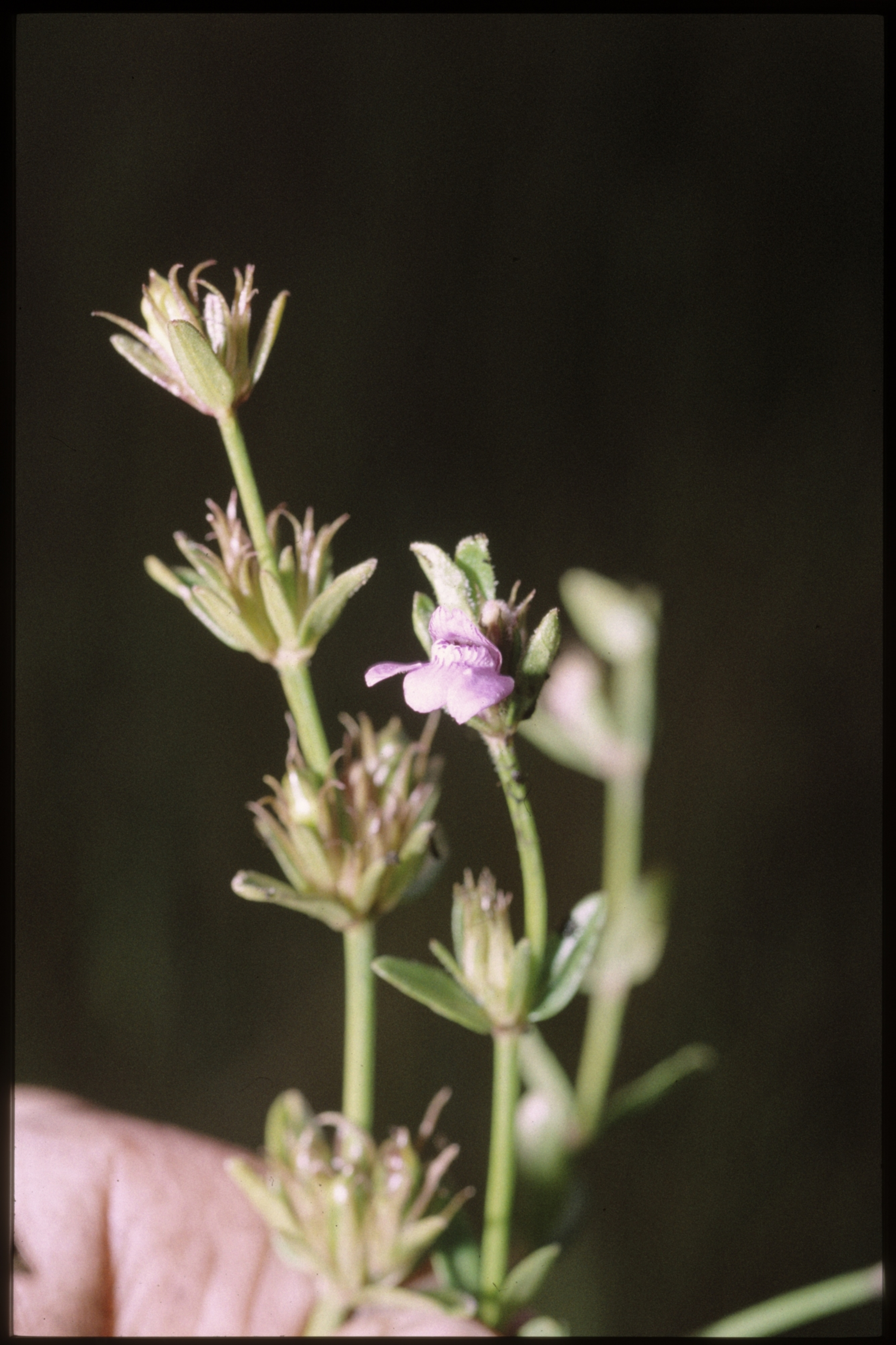 Justicia telloensis Hedrén is a scandent herb which inhabits swamps. It is known only from the Tello Falls and Mbi Crater Lake in the Bamenda Highlands. Photograph Martin Cheek © RBG, Kew.