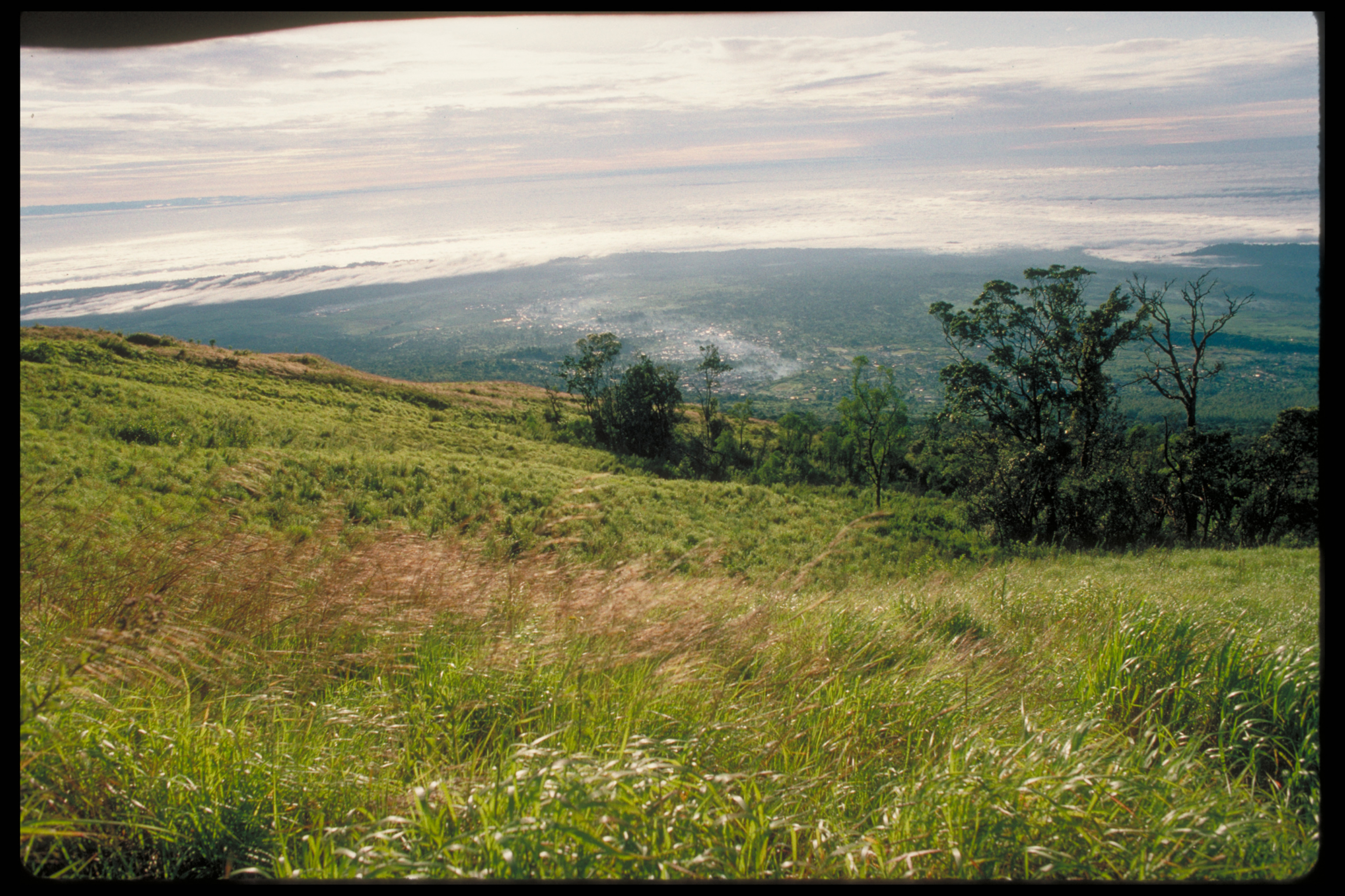 Mt Cameroon grassland at 2500 m. 1995–6. Photograph Andrew McRobb © RBG Kew.