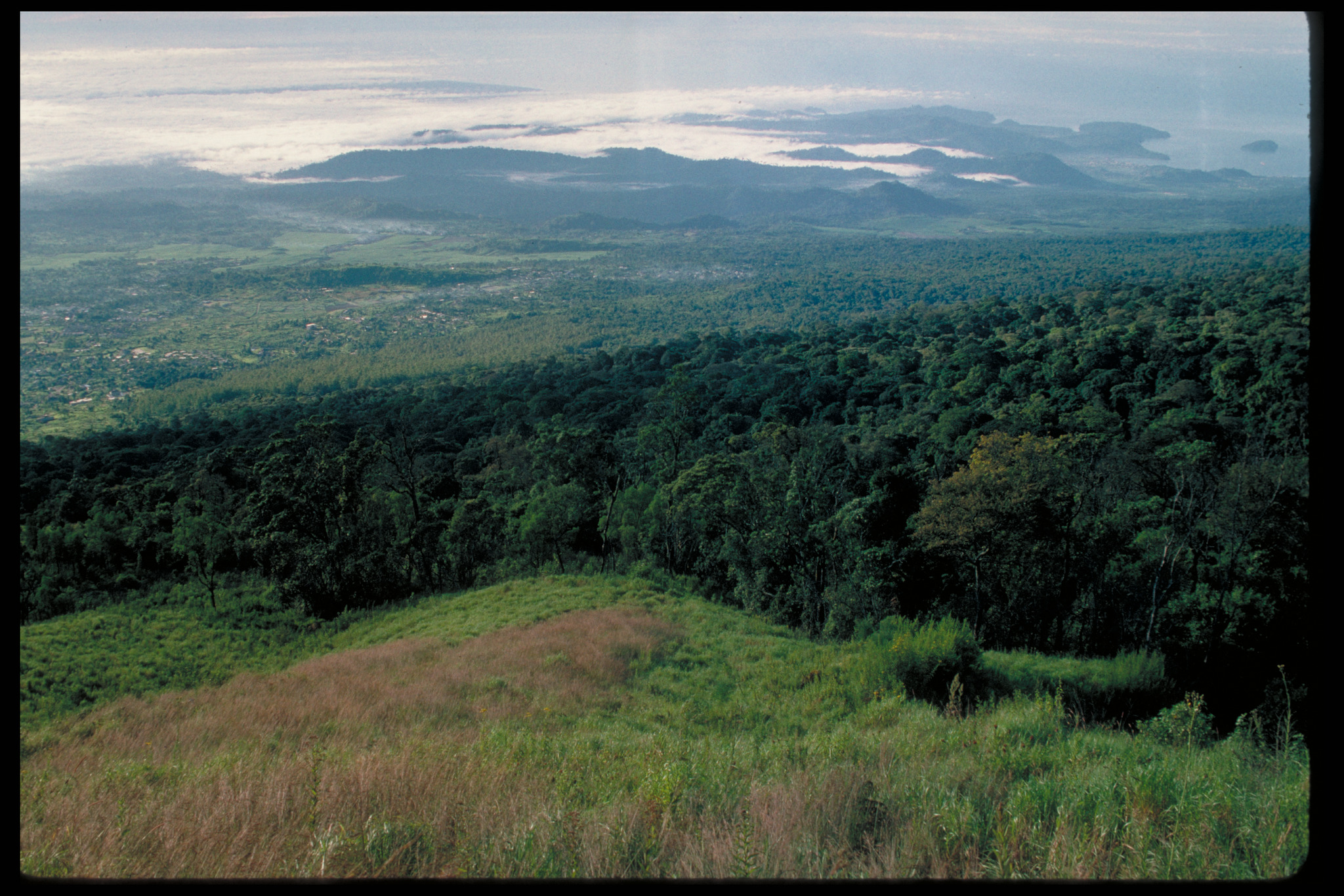 Mt Cameroon at 2500 m. 1995–6. The treeline and grassland flora are partly influenced by annual burning.  Photograph Andrew McRobb © RBG Kew.