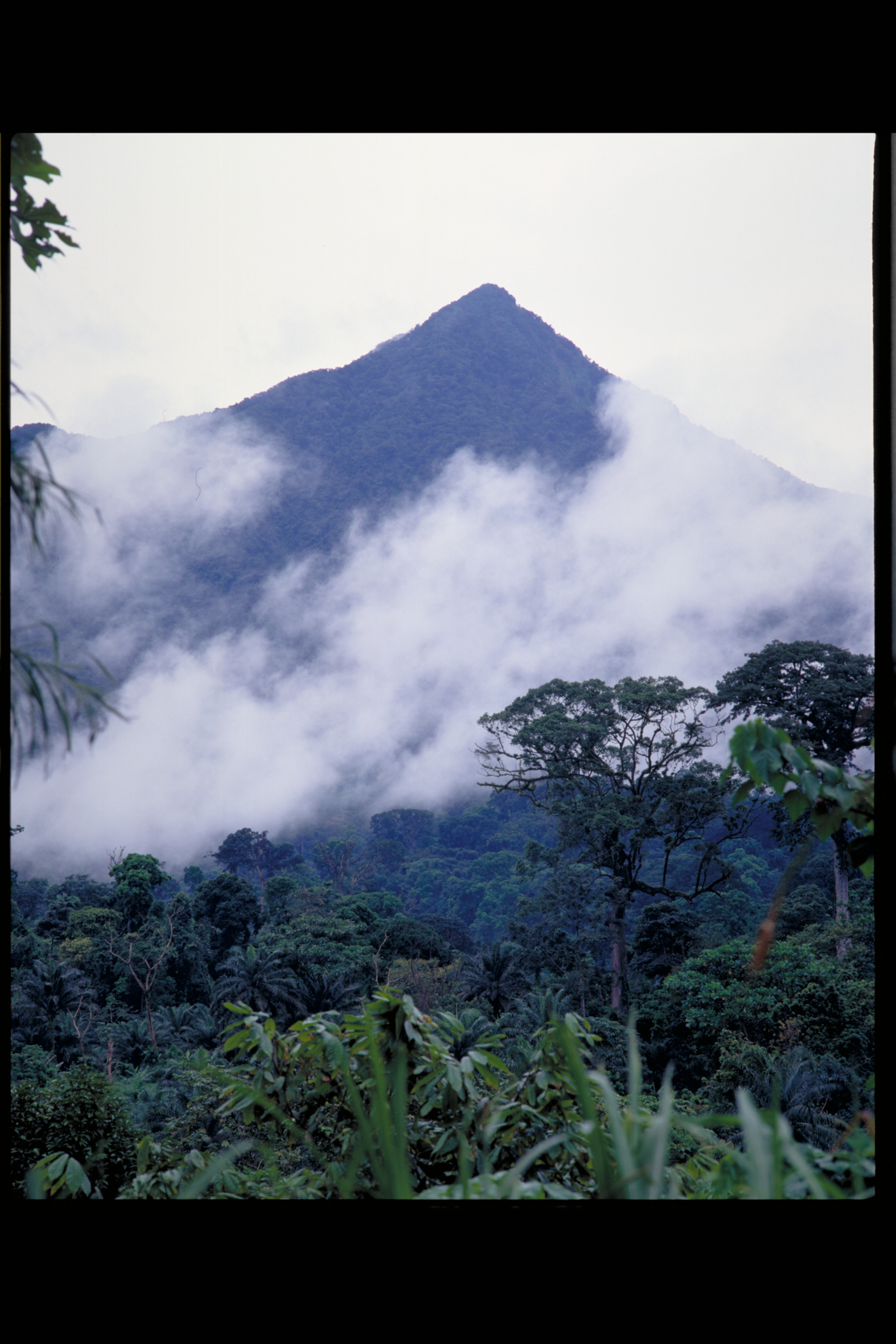 Mt Etinde is an ancillary peak to the south of Mt Cameroon's main summit. Only the upper slopes are included within Mt Cameroon National Park. The important but unprotected forests of the lower slopes contribute several threatened species to Eastern Mt Cameroon IPA. Photograph Andrew McRobb, 1995-6, © RBG, Kew.