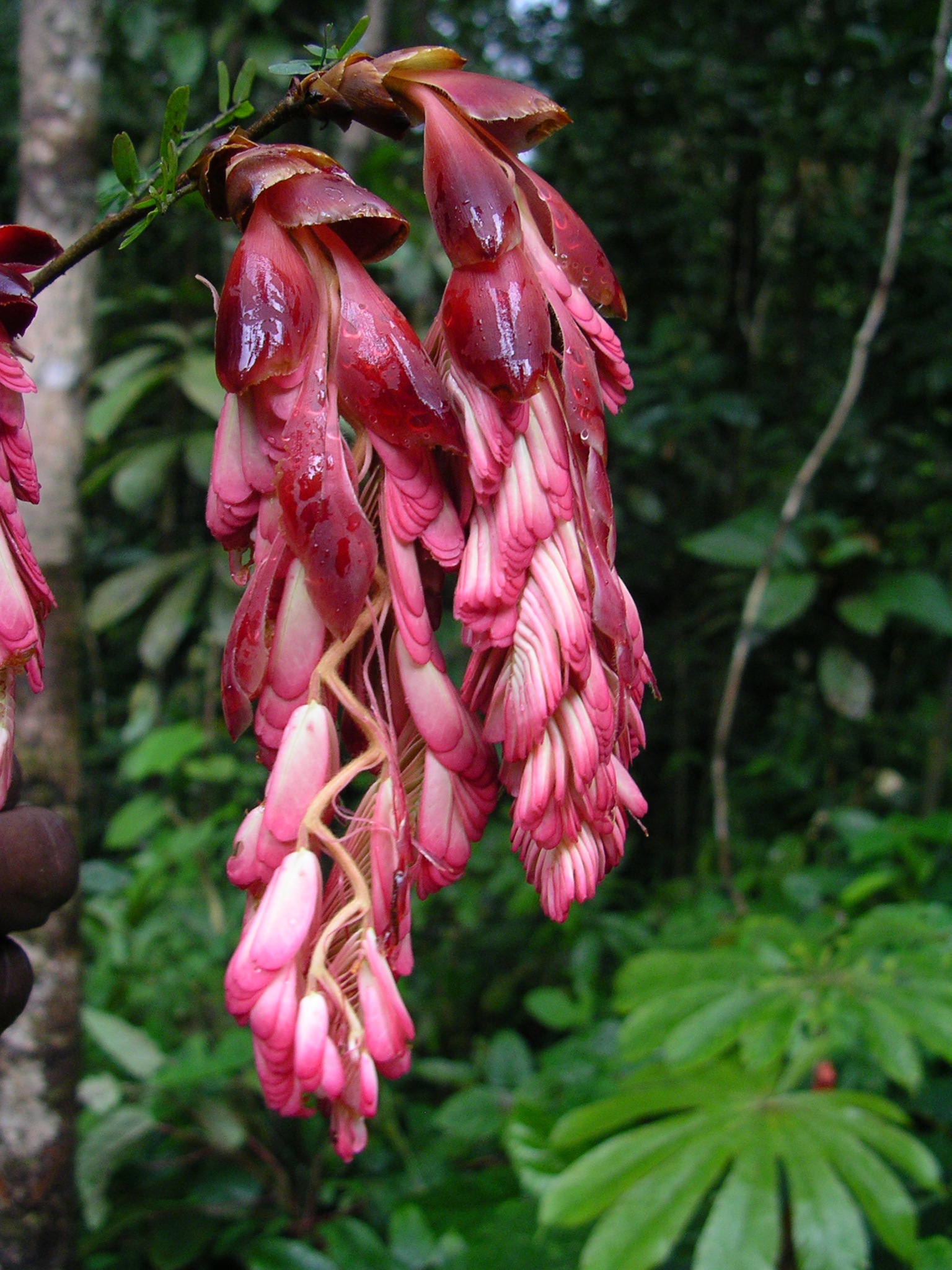 Cryptosepalum korupense Burgt (EN). Another rare Detarioid legume tree known only from southern Korup and two other nearby, threatened locations. Photograph Xander van der Burgt ©  RBG, Kew.