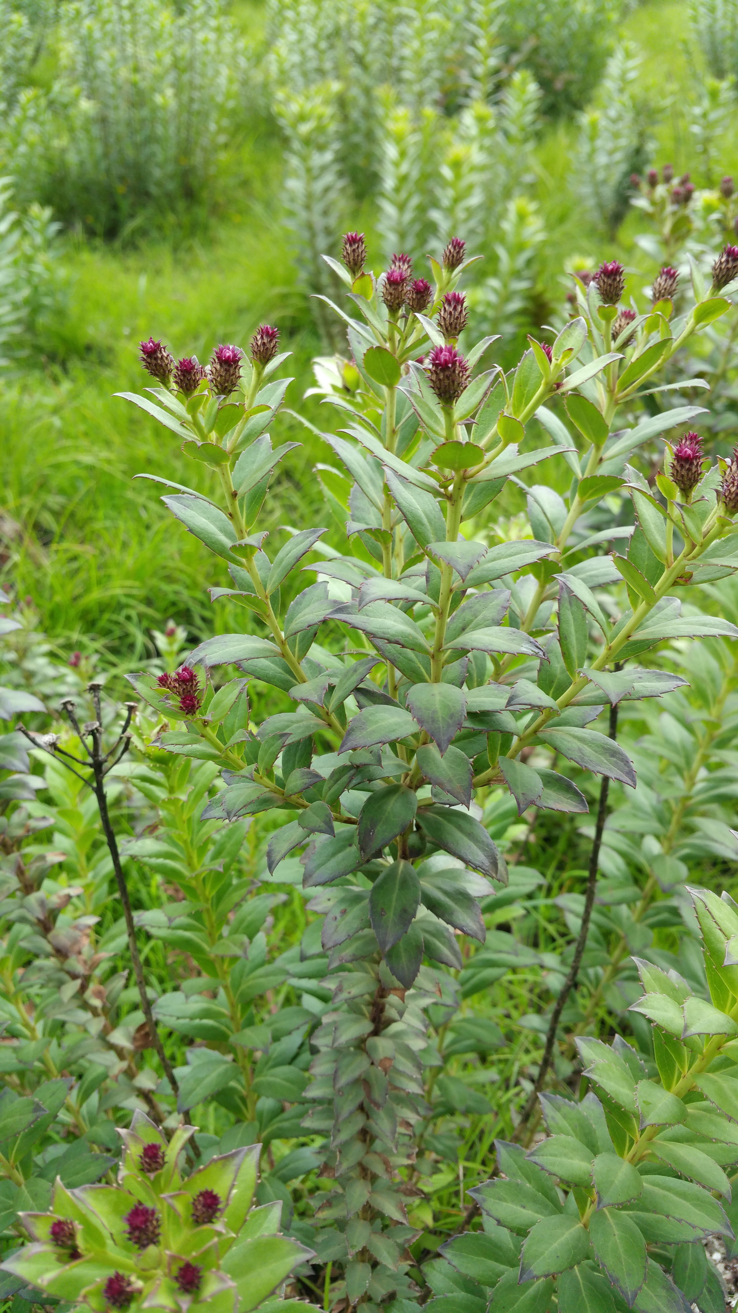 Vernonia djalonensis