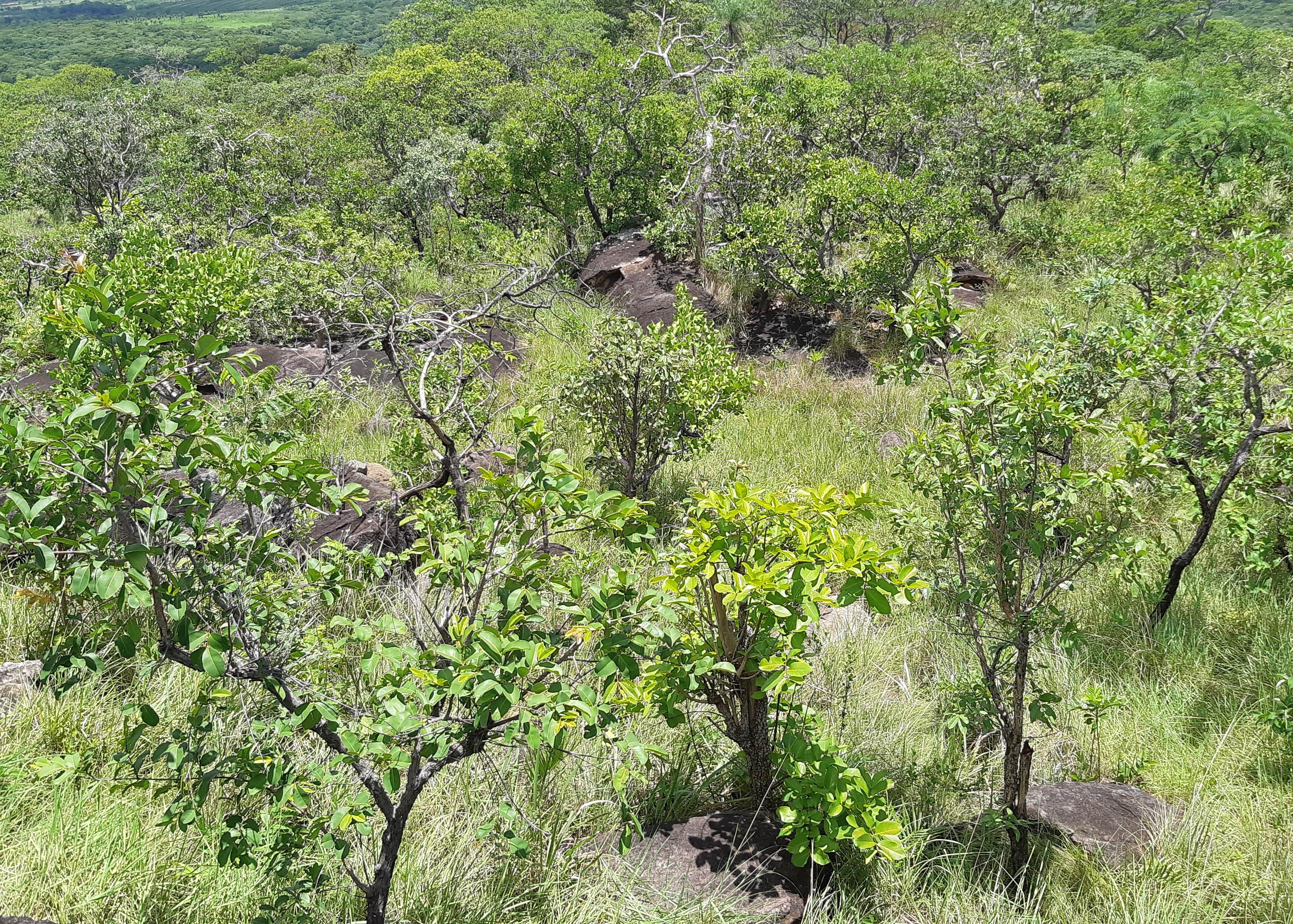 Cerrado rupestres, cima de la serranía de la Comunidad de El Carmen, donde se ubican uno de sus sendero ecológico (El Mirador)
©Maira Martinez Proyecto Iniciativa Darwin (26-024)