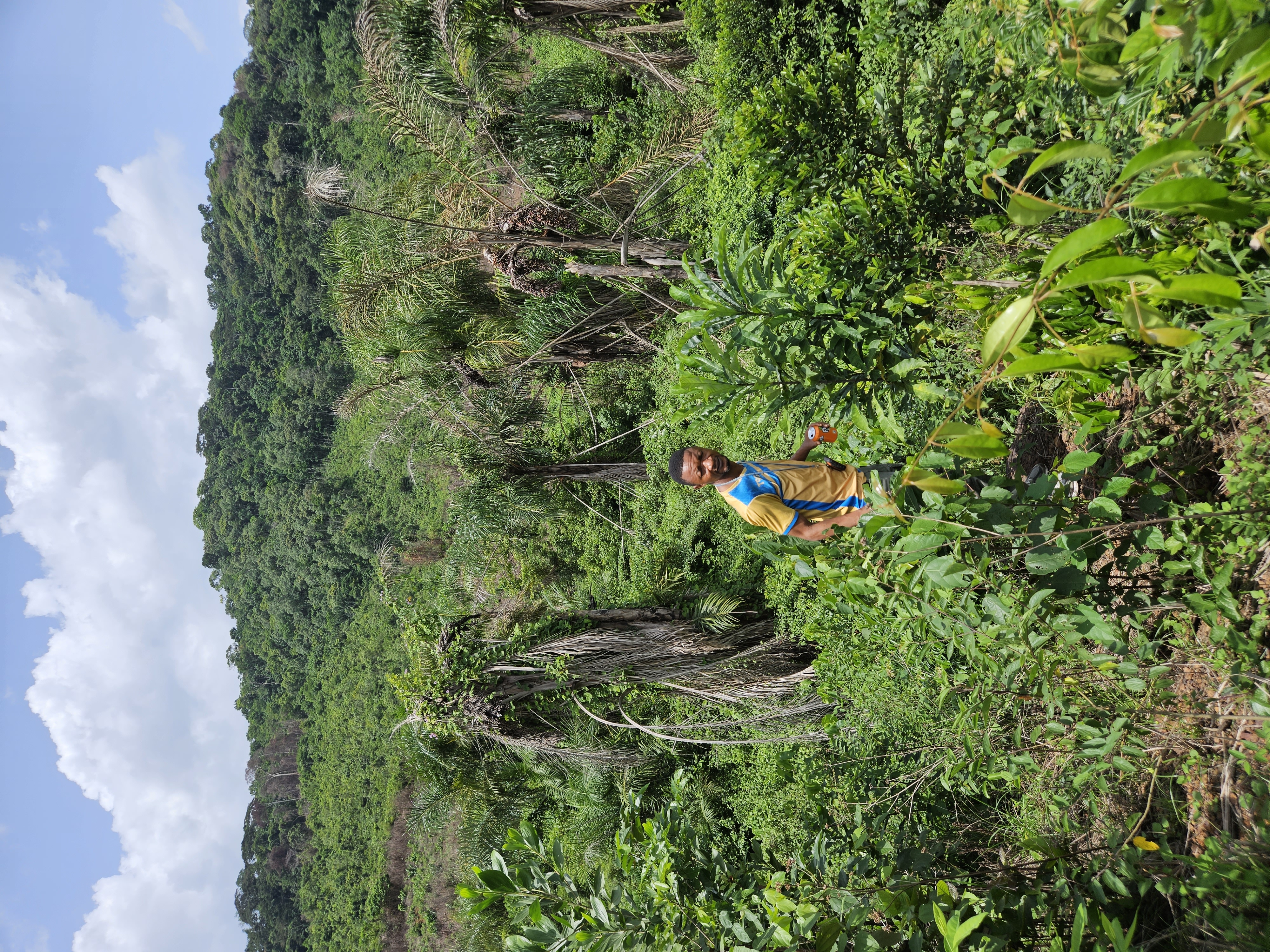 Kambui South vegetation showing Farmbush and Primary forest mosiac
Photo credit @ Fanny Massally.