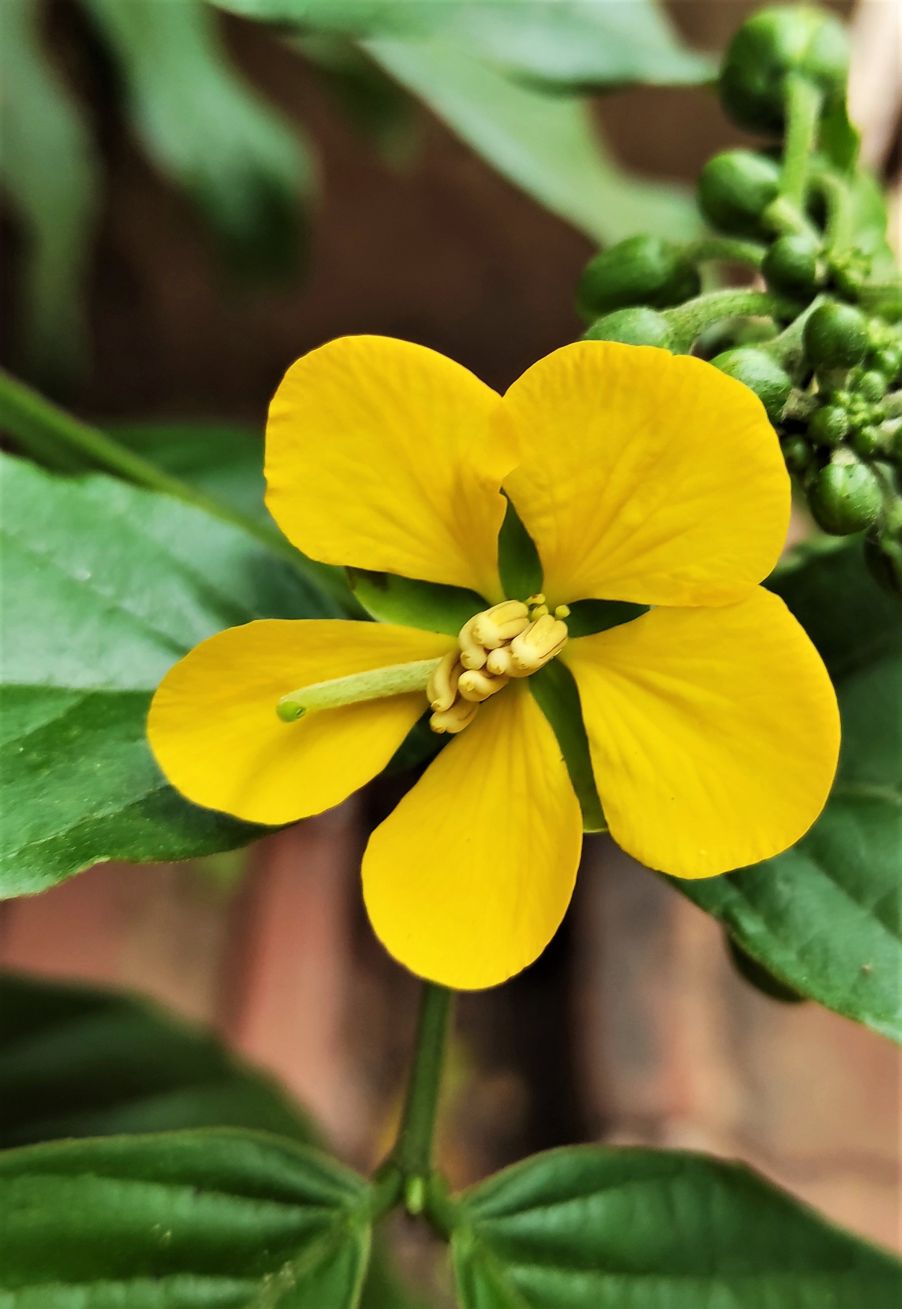 Senna coimbrae © Alejandro Angulo