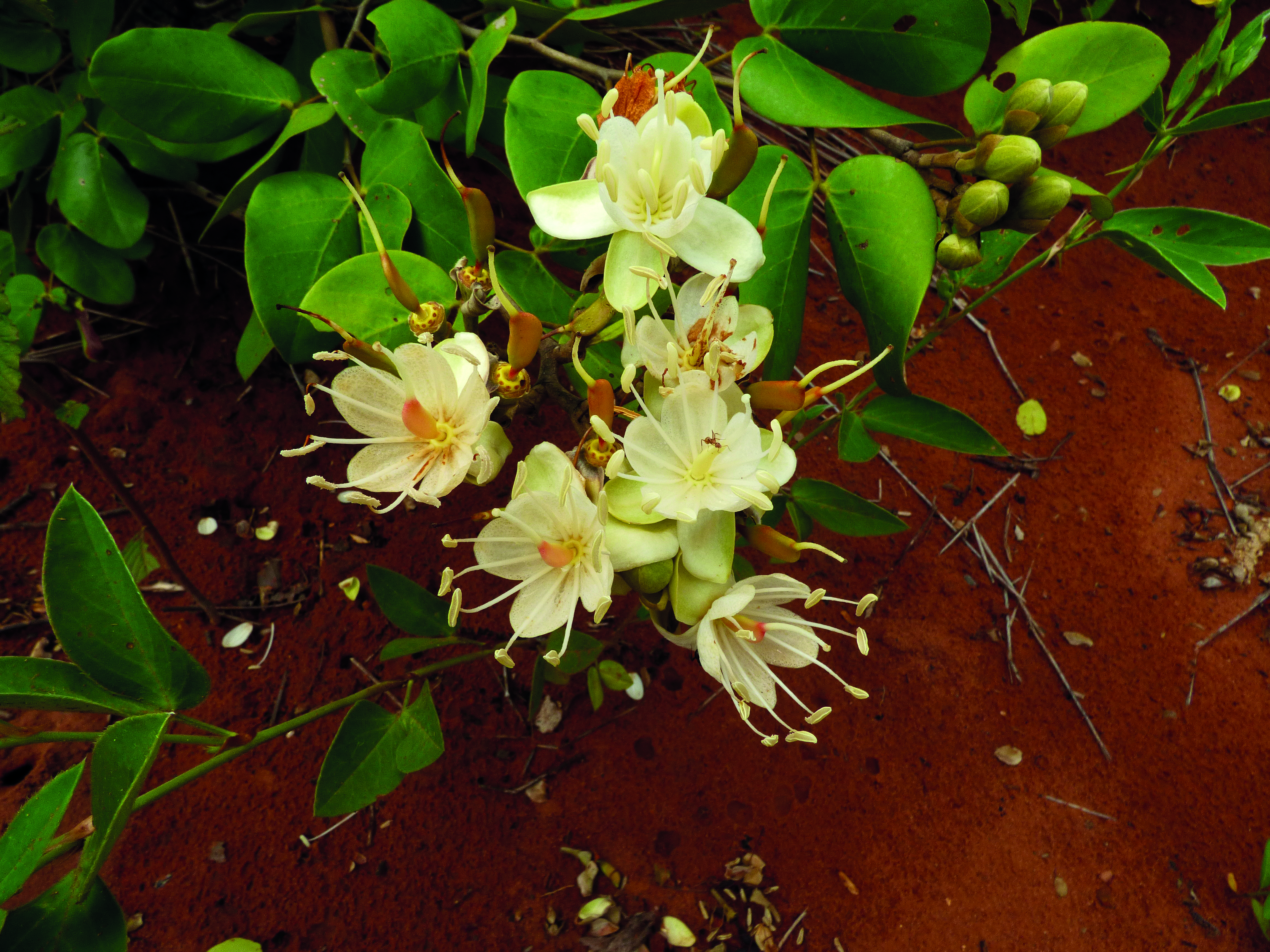 Hymenaea travassosii © Trustees RBG Kew/Maira Martinez