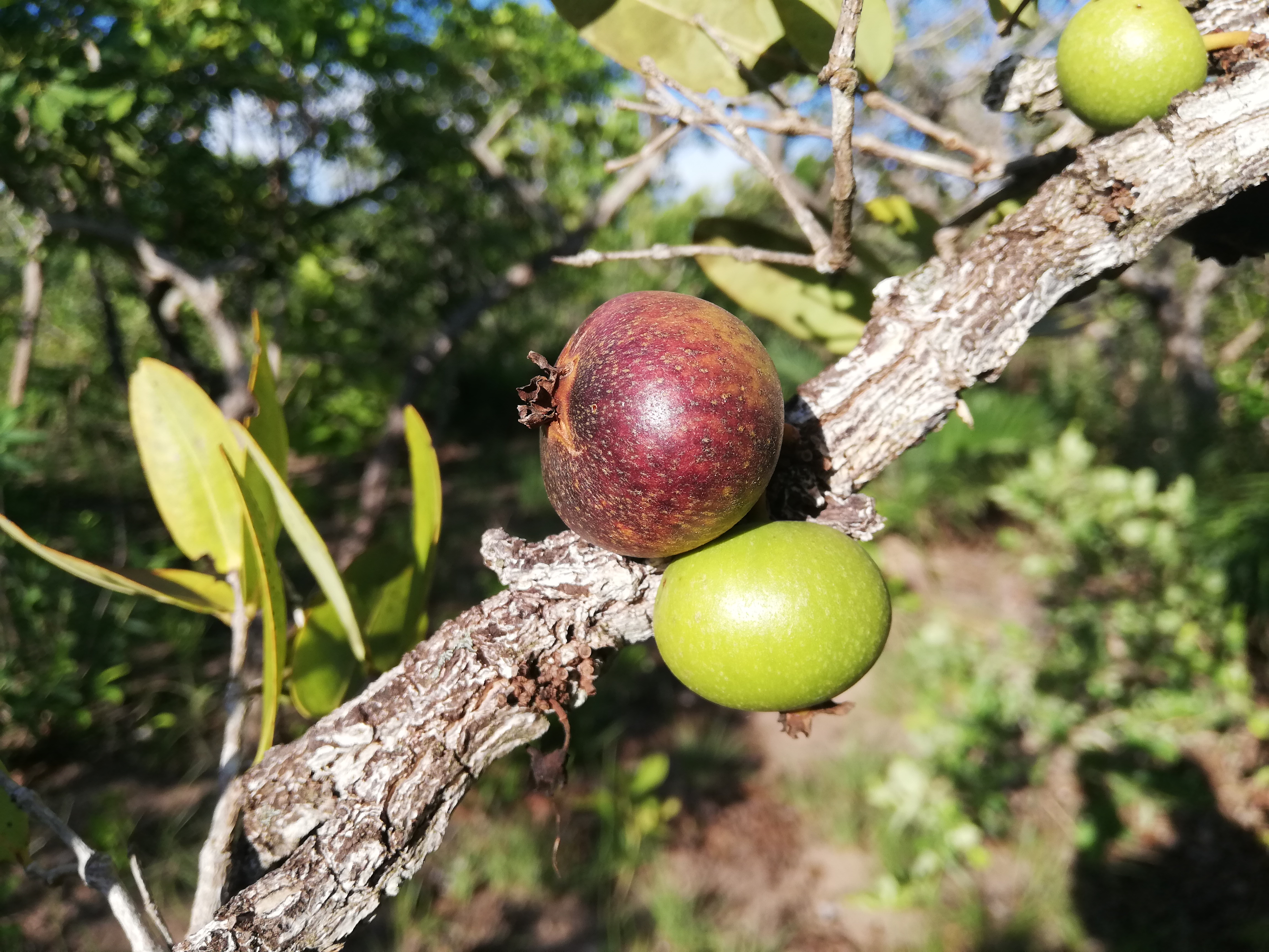 Frutos de Mouriri pusa ©Javier Coimbra