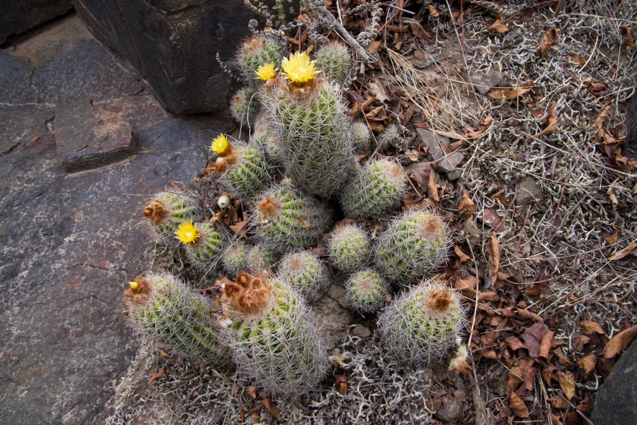 Parodia columnaris © Martin Lowry