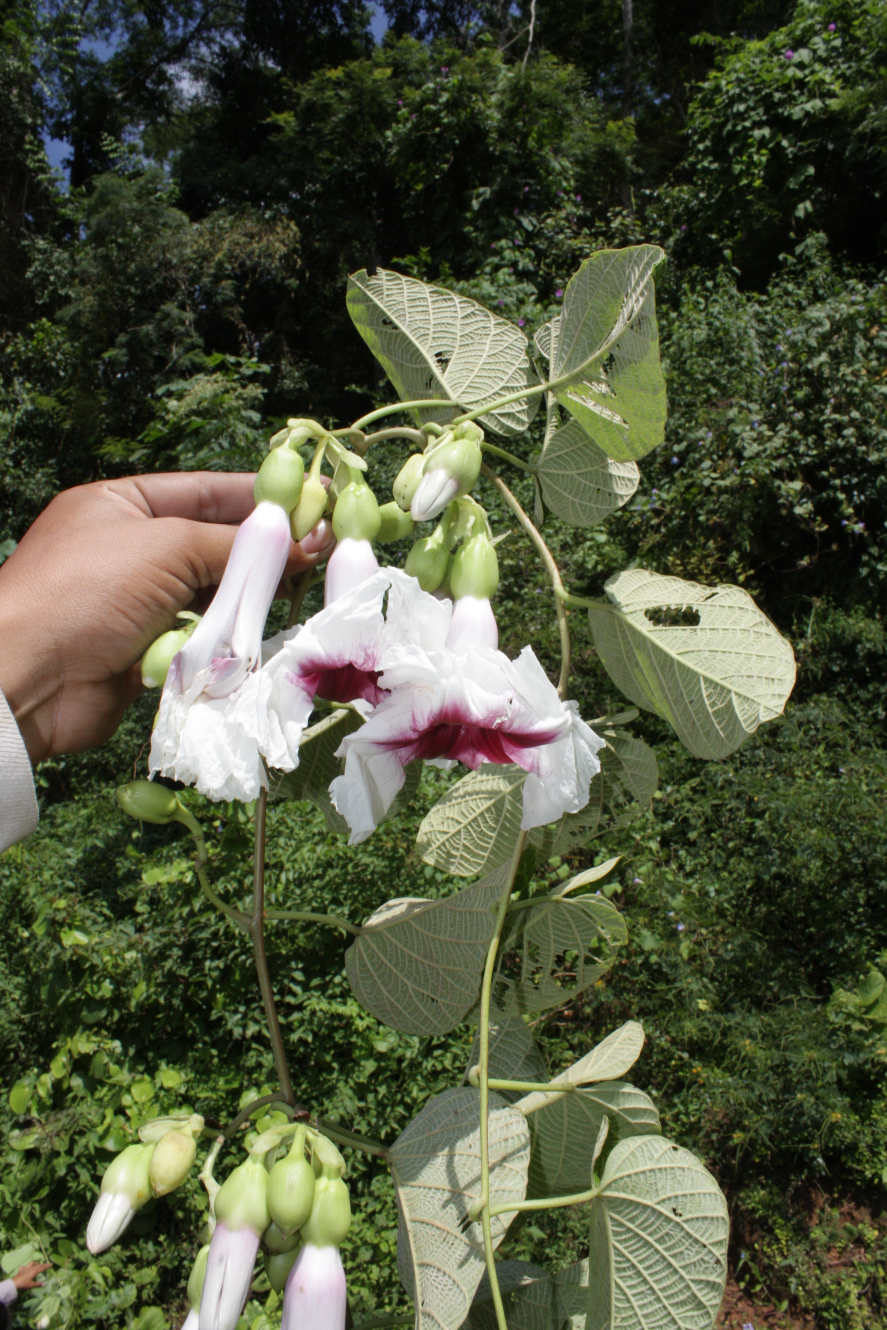 Ipomoea paradae © Alexander Parada