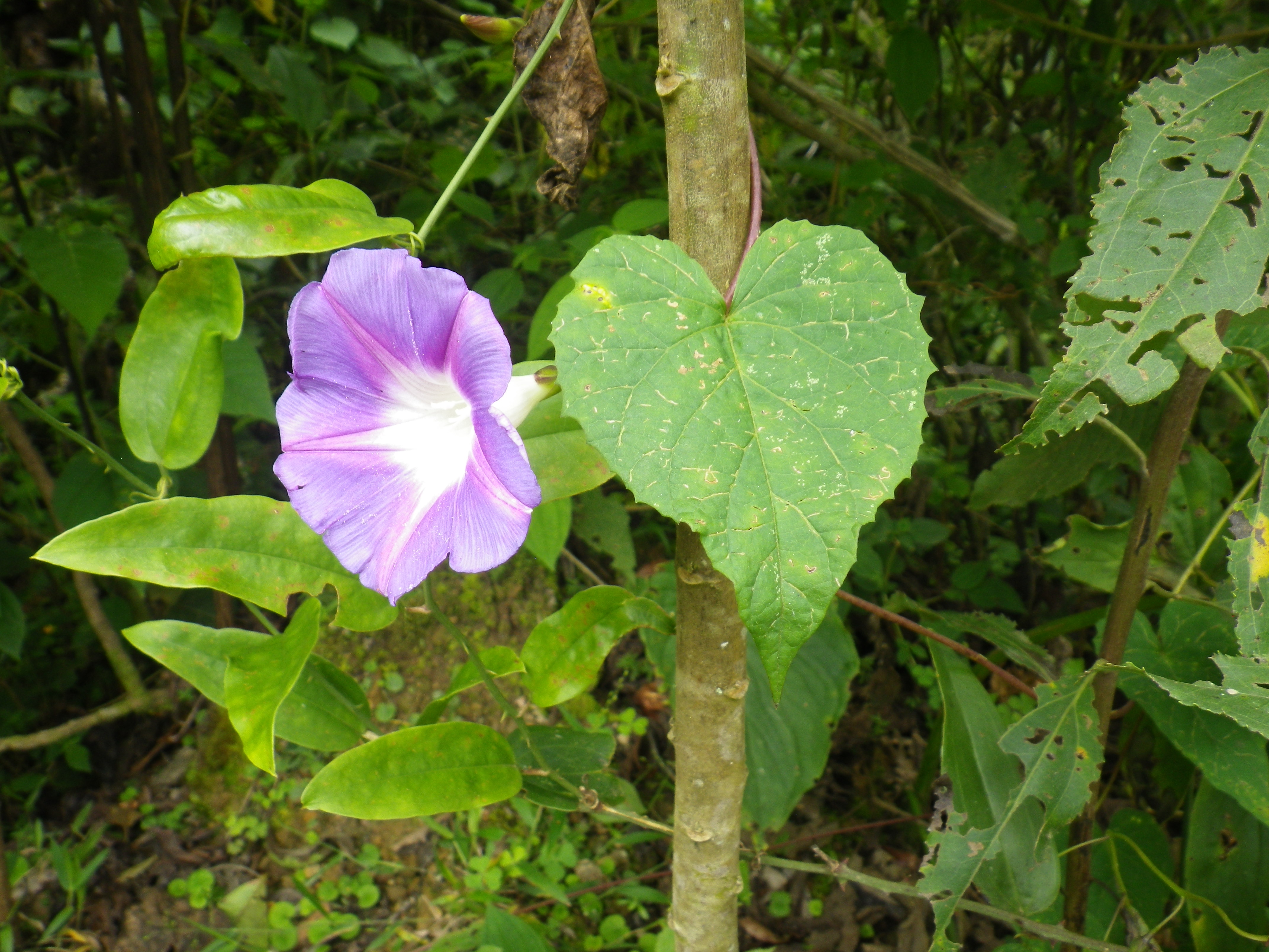 Ipomoea odontophylla © John Pink