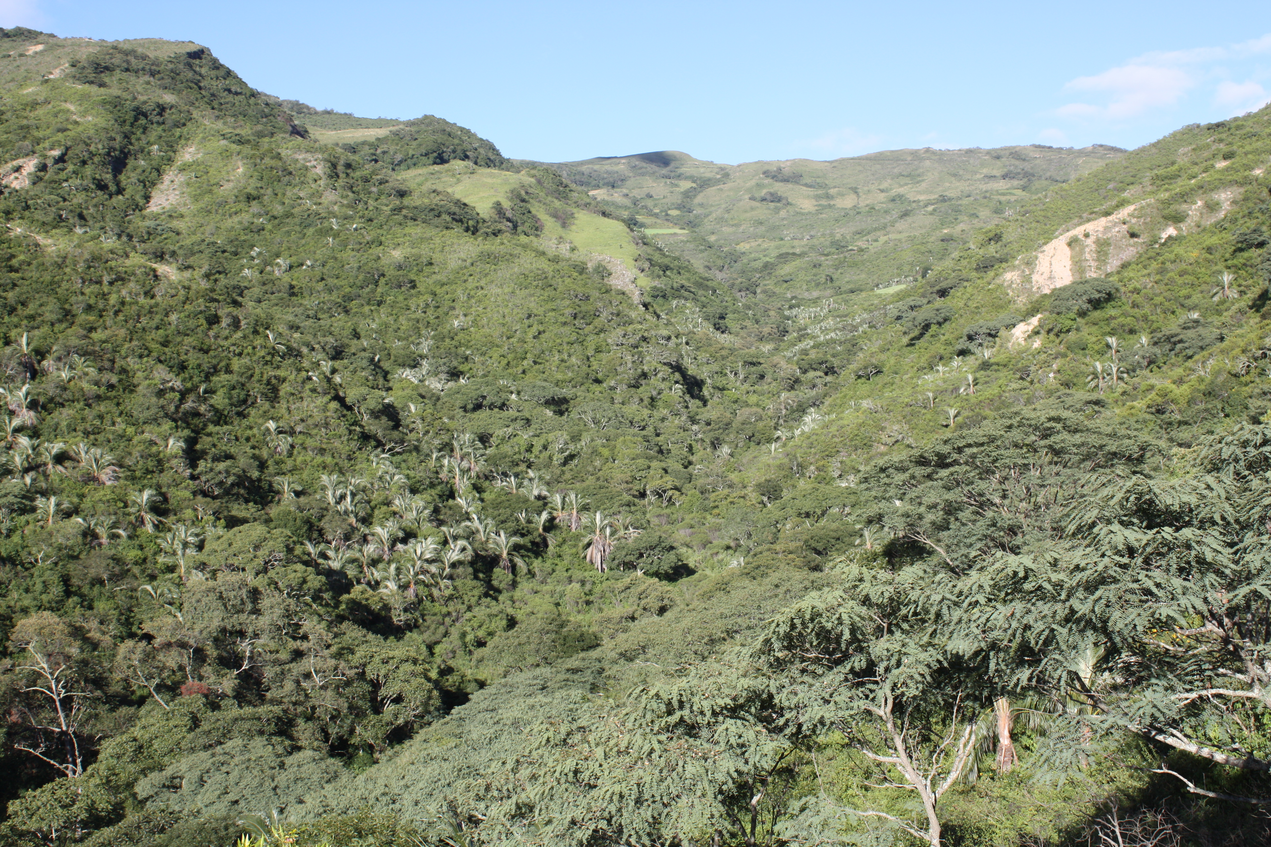 El Palmar, bosques de Parajubaea sunkha, Vallegrande © Alexander Parada