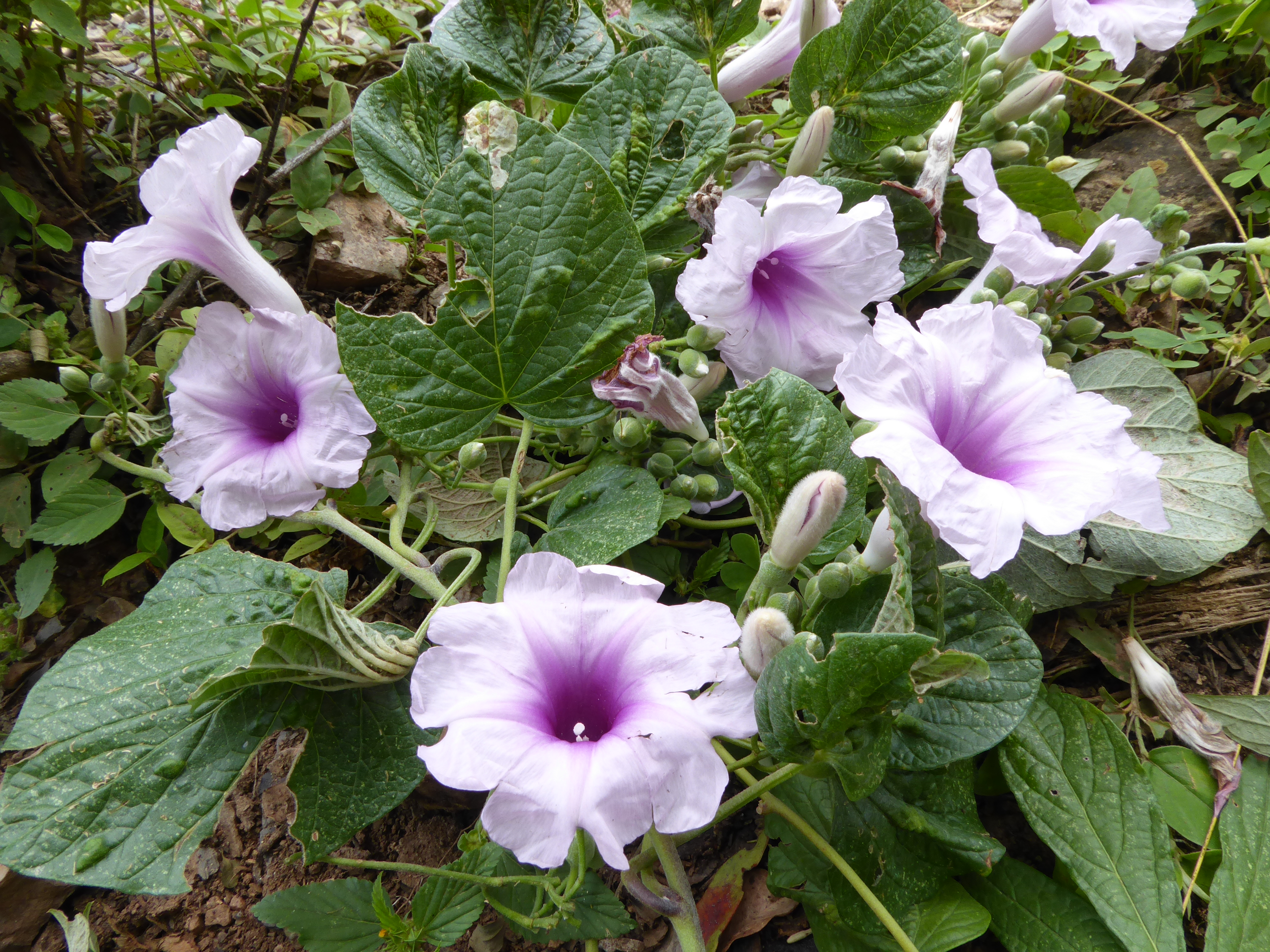 Ipomoea prolifera © Maira Martinez