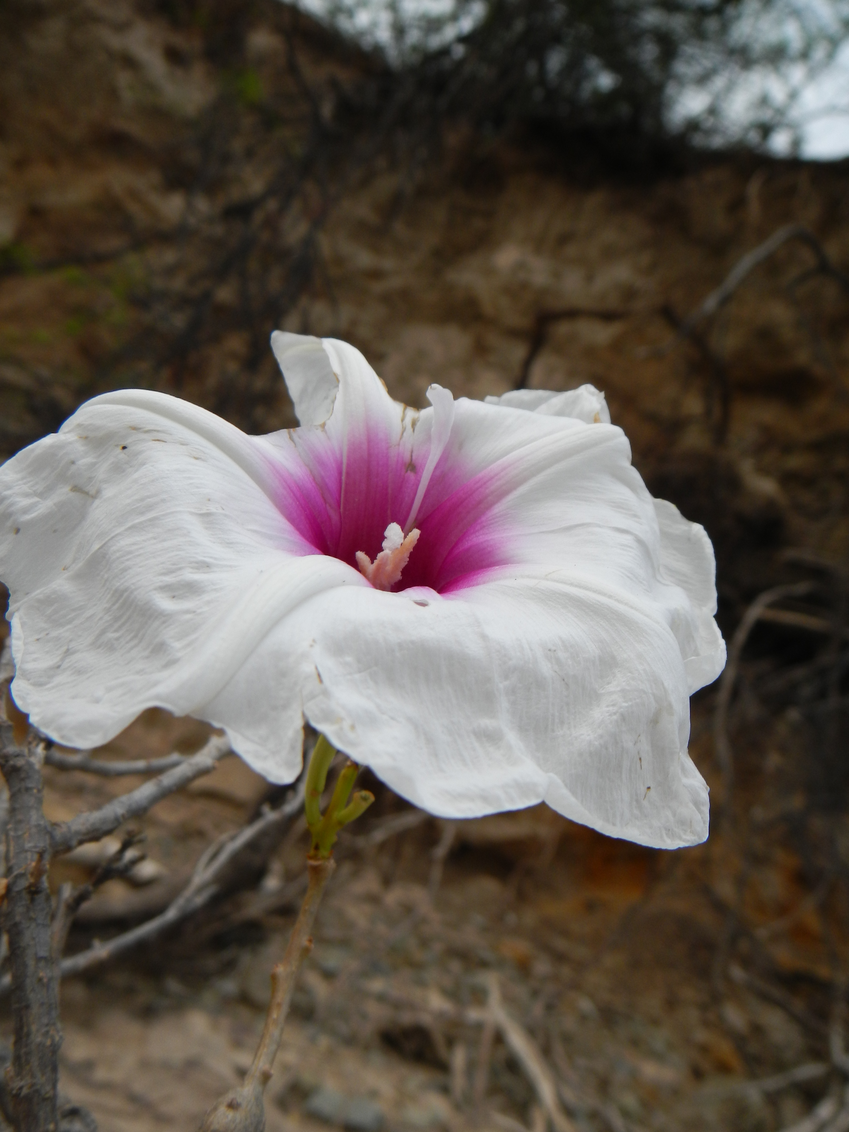 Flor de Ipomoea juliagutierreziae © Julia Gutiérrez