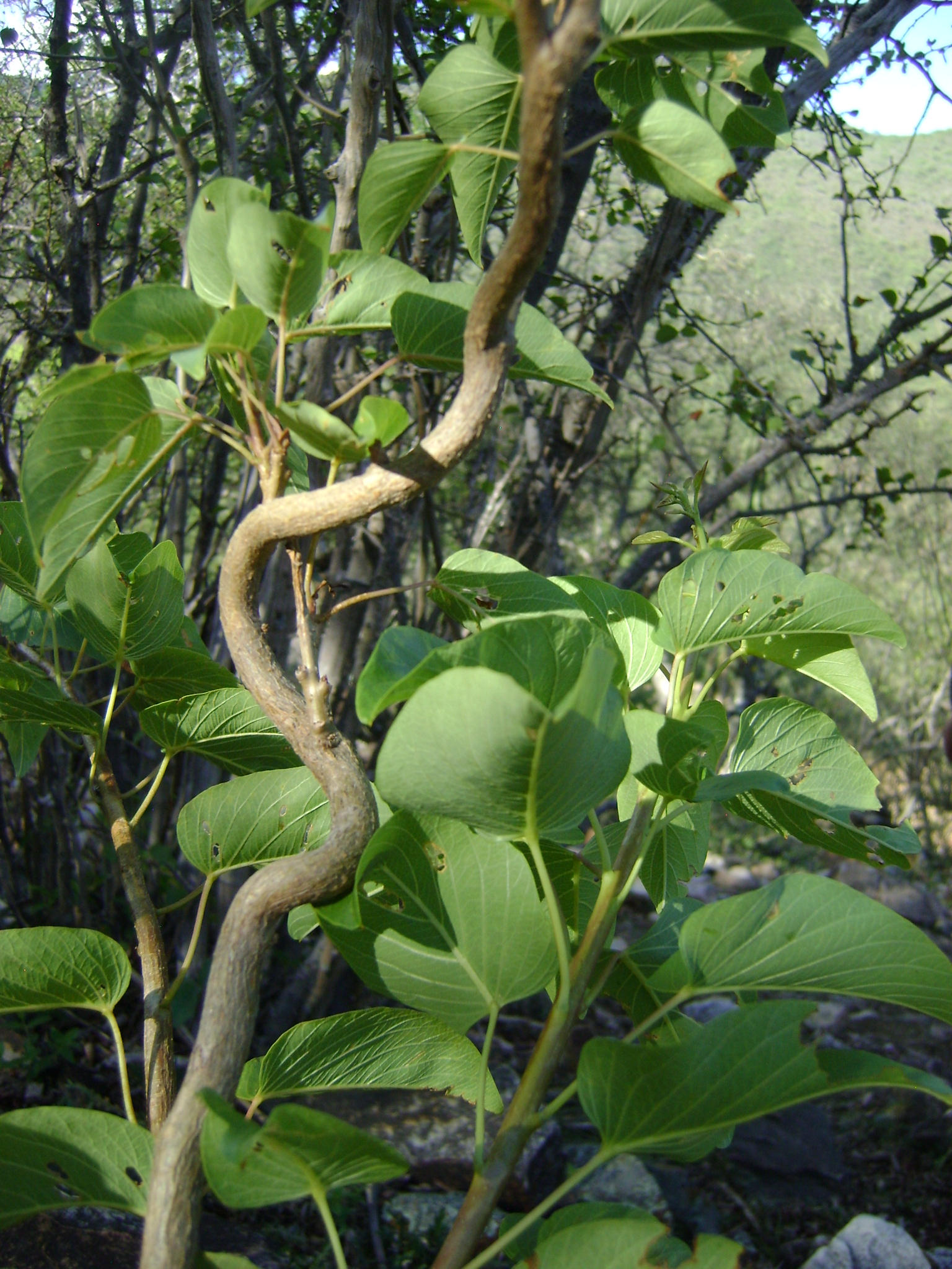 Hábito de Ipomoea juliagutierreziae © Julia Gutiérrez