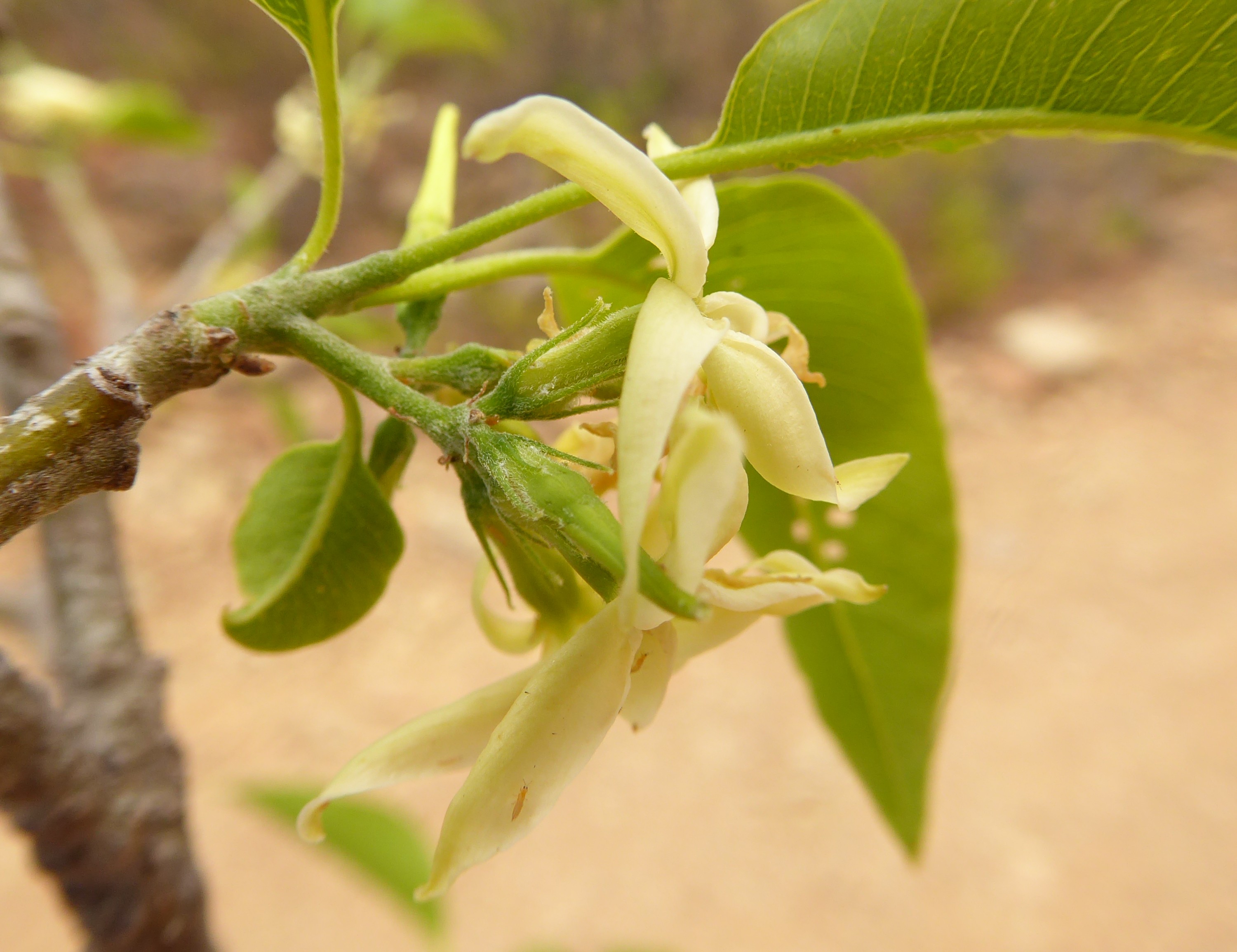 Flores de Aspidosperma resonans © Trustees RBG Kew/Maira Martinez