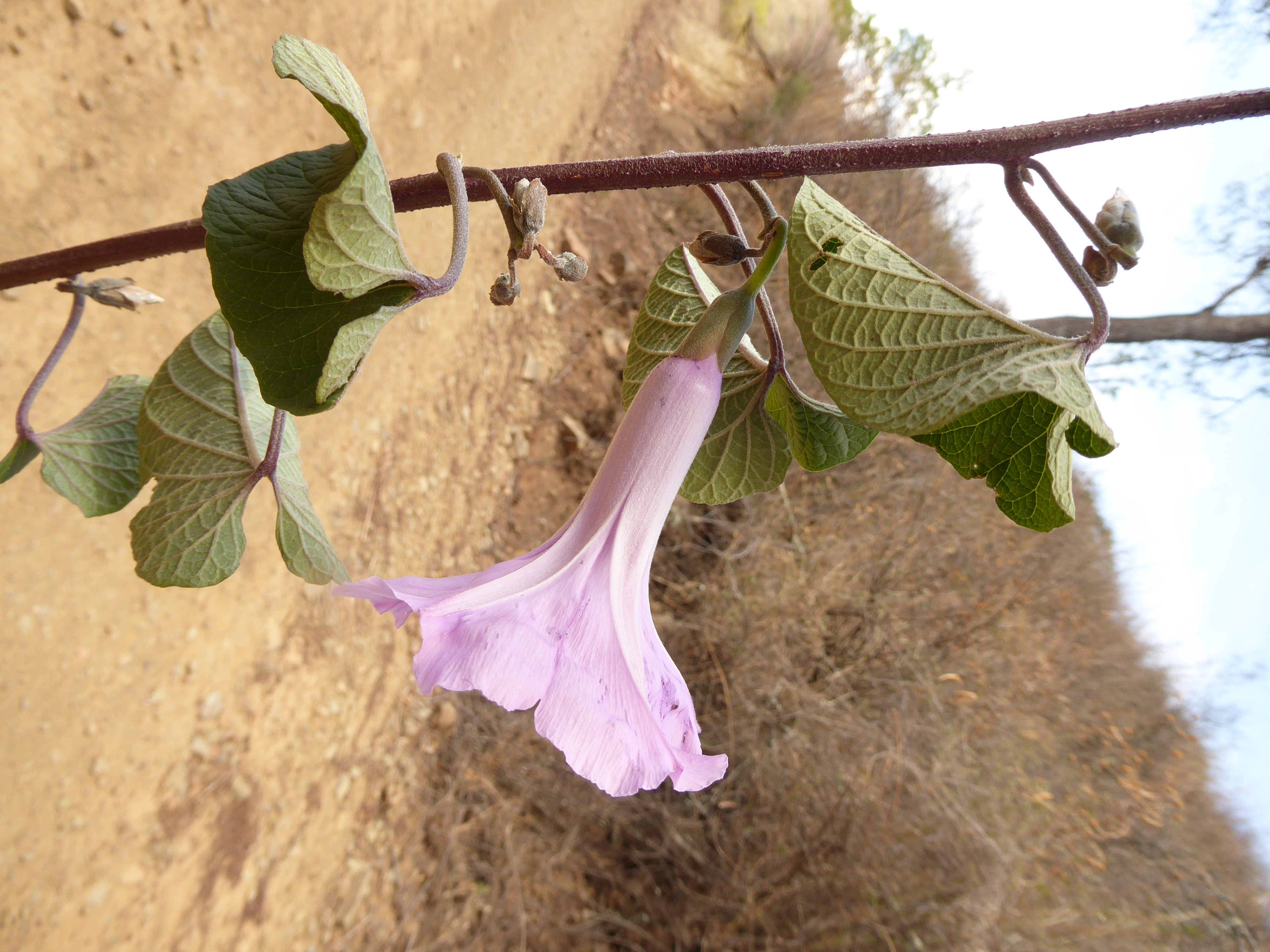 Ipomoea lilloana © Trustees RBG Kew/Maira Martinez