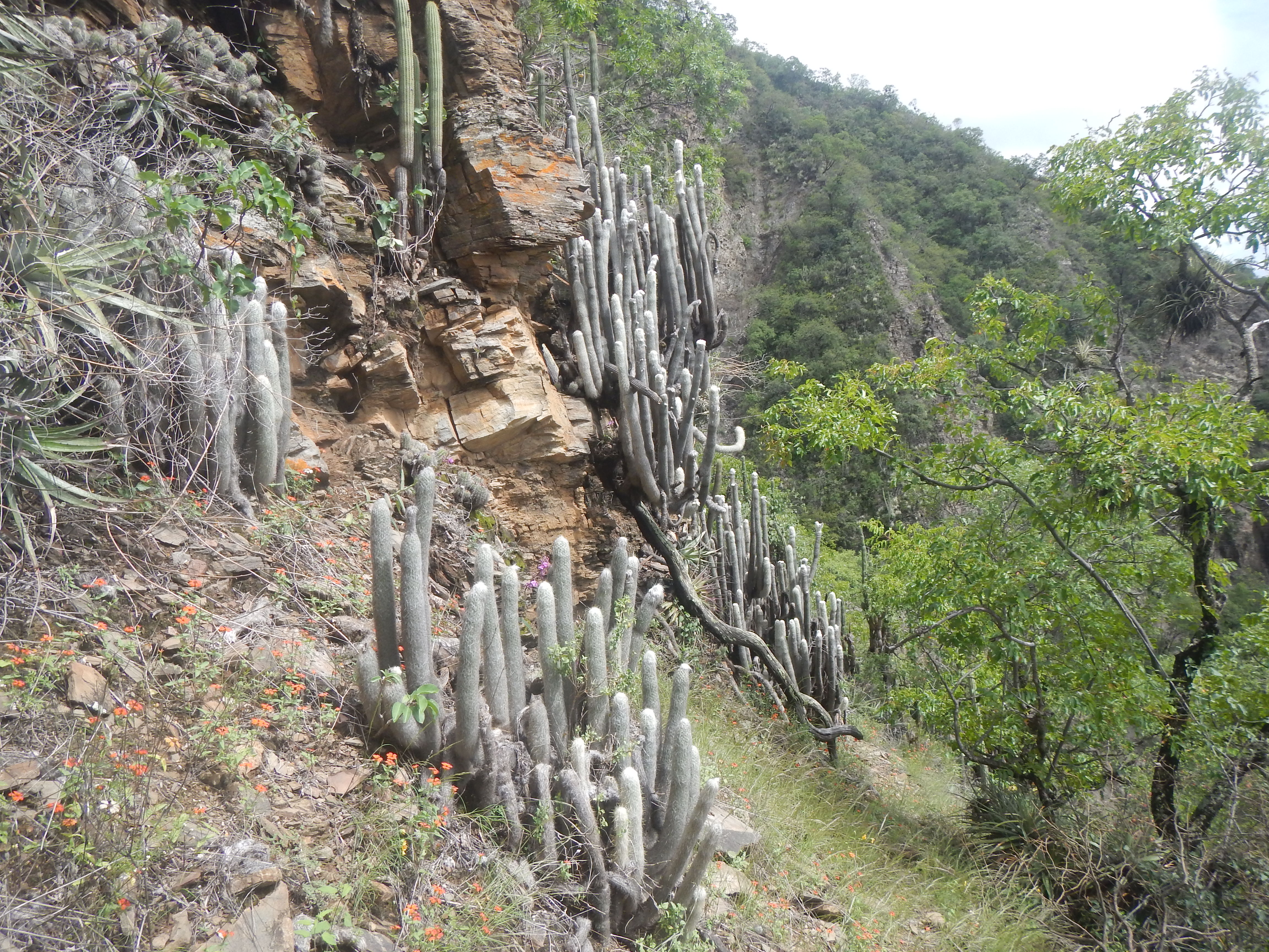 Bosque seco con Cremnocereus albipilosus © Denis Kibenko