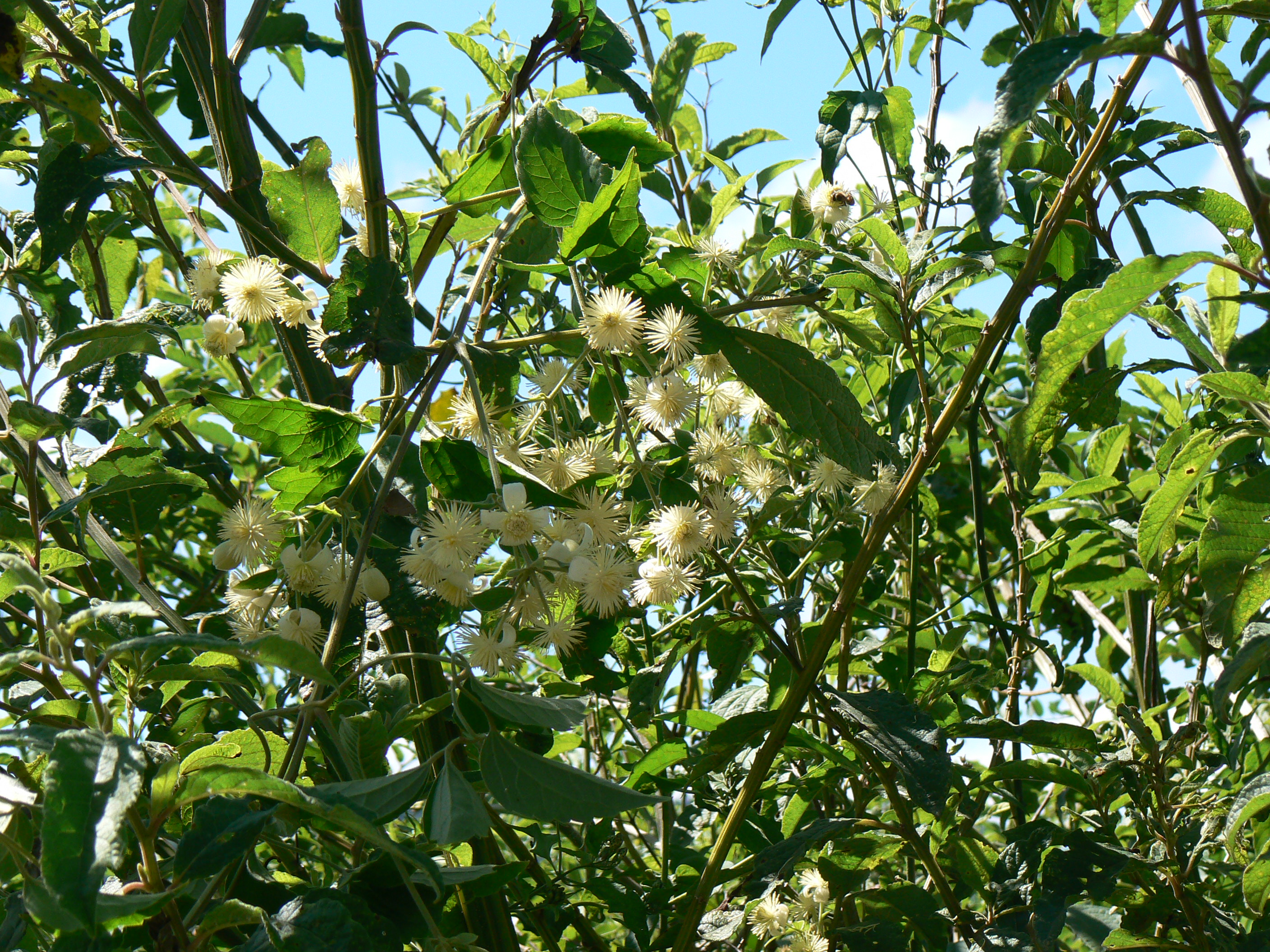 Clematis uruboensis © J. B. Alcorn