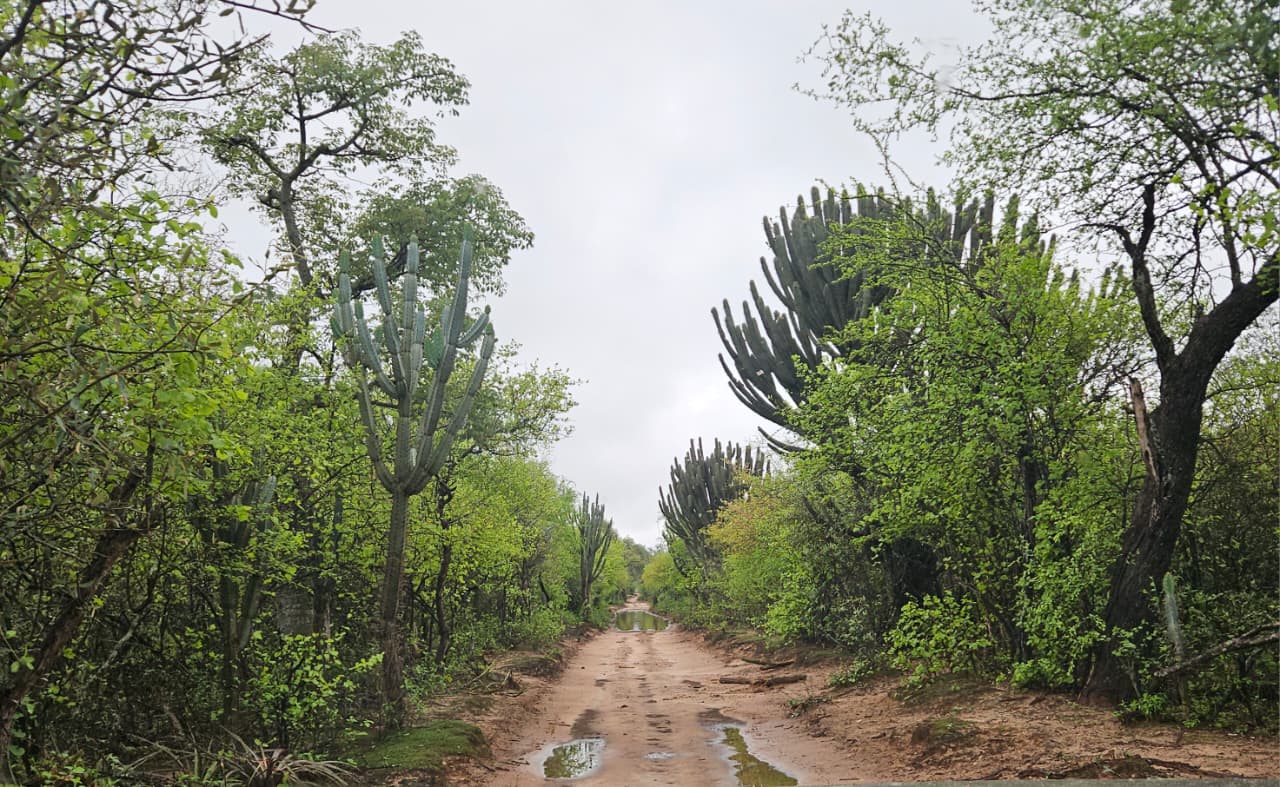 Bosque chaqueño con presencia de Caraparí © Eduardo Unzueta