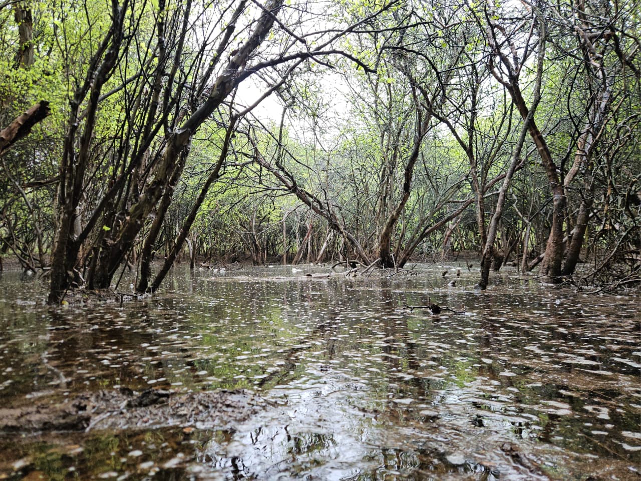 Bosque higrofítico del Chaco © Eduardo Unzueta