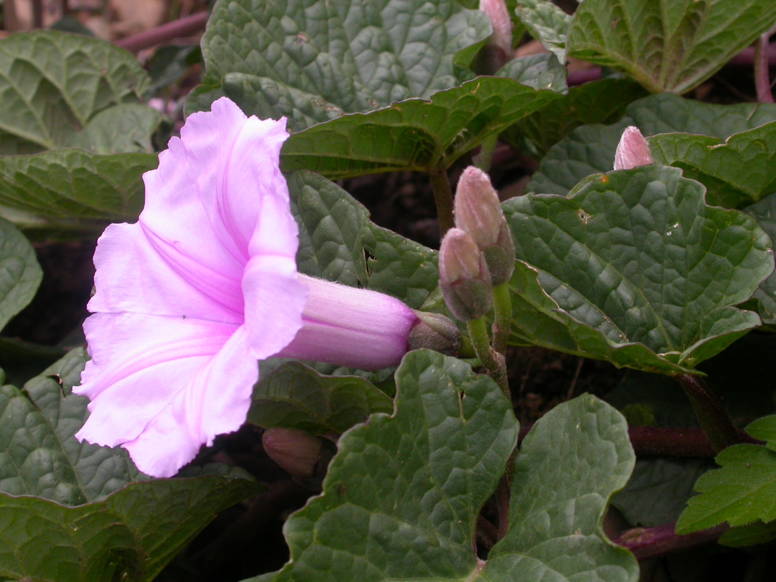 Ipomoea lilloana © Proyecto Iniciativa Darwin (11-010)