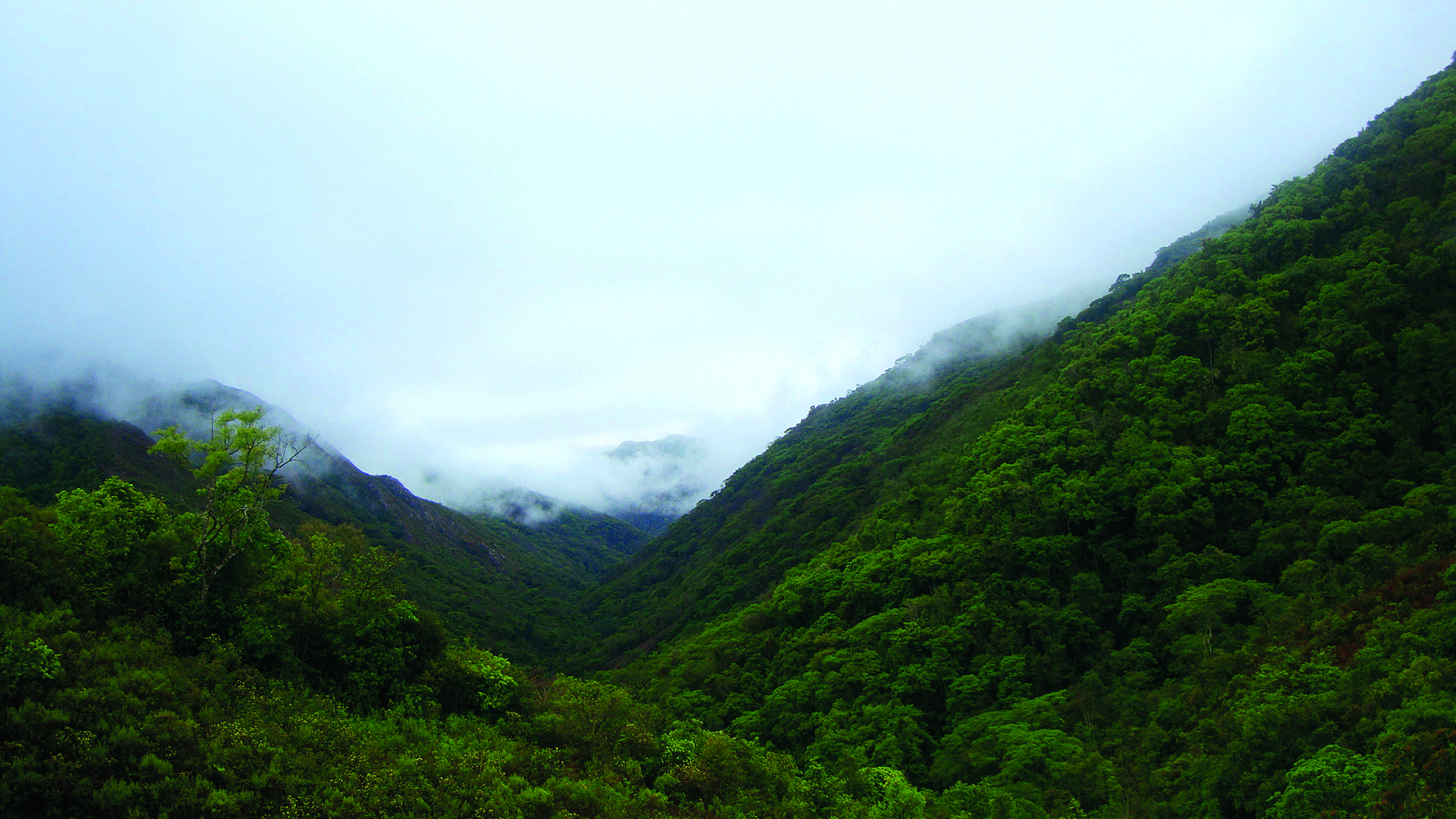 Bosque denso y alto, La Rinconada del Bufete © Martha Serrano